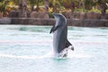 Dolphin Show Atlantis Bahamas Royalty Free Stock Photo