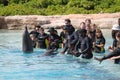 Dolphin Show Atlantis Bahamas