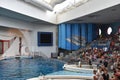 Dolphin show in Baltimore, Maryland Royalty Free Stock Photo