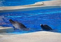 Dolphin show