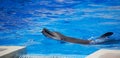 Dolphin show Royalty Free Stock Photo