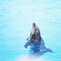 Dolphin show Royalty Free Stock Photo