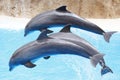 Dolphin show Royalty Free Stock Photo