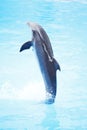 Dolphin show Royalty Free Stock Photo