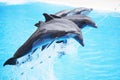 Dolphin show Royalty Free Stock Photo