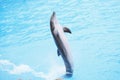 Dolphin show Royalty Free Stock Photo