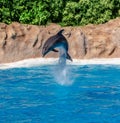 Dolphin show in the Loro Parque Royalty Free Stock Photo