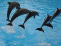 Dolphin show in Loro Parque Royalty Free Stock Photo