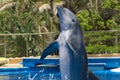 A dolphin show at Palmitos Park in Gran Canaria