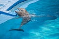 Dolphin show, swimming around
