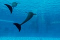 Dolphin show tail in aquarium underwater