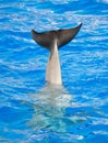 Dolphin shows tail.