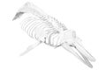 Dolphin skeleton Royalty Free Stock Photo