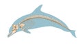 Dolphin skeleton Royalty Free Stock Photo