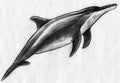 Dolphin sketch Royalty Free Stock Photo