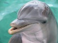 Dolphin Smile