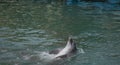 Dolphin smile in water. Cute dolphin smiling