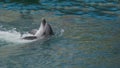 Dolphin smile in water. Cute dolphin smiling