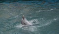 Dolphin smile in water. Cute dolphin smiling