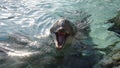 Dolphin smile in water. Dolphin in water. Dolphin smiling