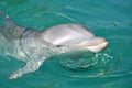 Dolphin Smiling Close Up in Water Royalty Free Stock Photo