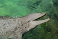Dolphin smiling Royalty Free Stock Photo