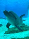 Dolphin smiling Royalty Free Stock Photo