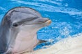 Dolphin smiling in pool portrait Royalty Free Stock Photo