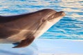 Dolphin smilying out of pool