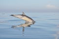 Dolphin south africa Royalty Free Stock Photo