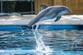 dolphin with splashing water trail during a high jump Royalty Free Stock Photo