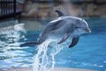 dolphin with splashing water trail during a high jump Royalty Free Stock Photo