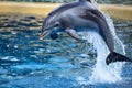 dolphin with splashing water trail during a high jump Royalty Free Stock Photo