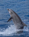 Dolphin standing Royalty Free Stock Photo