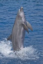 Dolphin standing Royalty Free Stock Photo