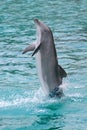 Dolphin standing Royalty Free Stock Photo