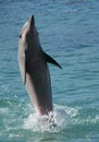 Dolphin standing on flippers Royalty Free Stock Photo