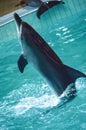 Dolphin standing while swimming on the pool Royalty Free Stock Photo