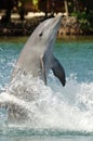 Dolphin standing on tail Royalty Free Stock Photo