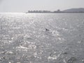 Dolphin in sunset, coast of Cumana city, Venezuela.