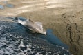 Dolphin swimming in a fiord in Oman