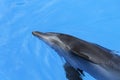 Dolphin swim in the blue water. Closeup of dolphin head. Intelligent mammal in the pool. Bottlenose dolphin Royalty Free Stock Photo