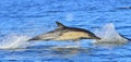 Dolphin swim and jumping out from the water. Royalty Free Stock Photo