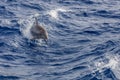 Dolphin swimming in Atlantic Ocean near the coast of Tenereife Royalty Free Stock Photo