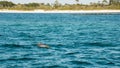 Dolphin swimming by boat