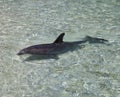 Dolphin Swimming in Clear Water Royalty Free Stock Photo