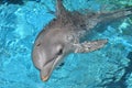 Dolphin Swimming Closeup Royalty Free Stock Photo