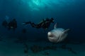 Dolphin swimming in the Red Sea, Eilat Israel