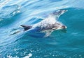 Dolphin Swimming