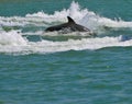 Dolphin Swimming, Florida Royalty Free Stock Photo